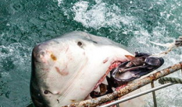 大白鲨视频,大白鲨的致命猎杀