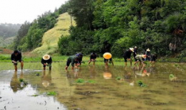 插秧视频,插秧视频中的农耕之美